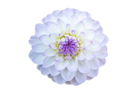 Foto de Dahlia flor en la decoración, recorte, fondo blanco. Selestat, Alsacia, Francia. - Imagen libre de derechos