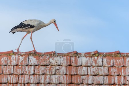 White stork (ciconia ciconia) walking on the roof of a house. Bas-Rhin, Collectivite europeenne d'Alsace,Grand Est, France, Europe.