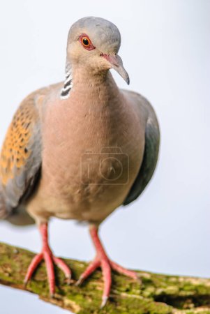 Photo for European Turtle Dove (Streptopelia turtur) perched on a branch. Bas-Rhin, Alsace, Grand Est, France, Europe. - Royalty Free Image