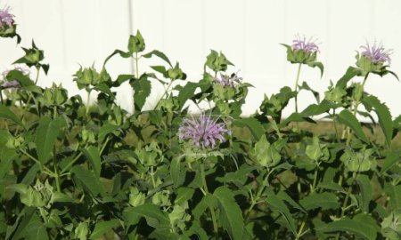 Téléchargez les photos : Baume d'abeille (Monarda) fleurs violettes dans le jardin du Montana - en image libre de droit