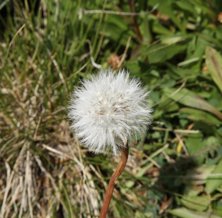 Photo for False Dandelion (Agoseris glauca) wildflower seeds in Beartooth Mountains, Montana - Royalty Free Image