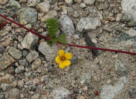 Téléchargez les photos : Silverweed (Potentilla anserina) yellow wildflower in Wind River Range, Wyoming - en image libre de droit