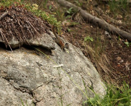 Téléchargez les photos : Chipmunks (Tamias) sur un rocher dans Wind River Range, Wyoming - en image libre de droit