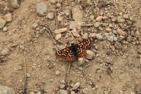 Foto de Edith 's Checkerspot (Euphydryas editha) mariposa naranja en Beartooth Mountains, Montana - Imagen libre de derechos