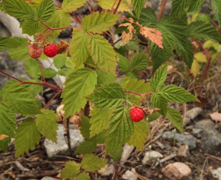 Photo for Wild Red Raspberry (Rubus idaeus) in Beartooth Mountains, Montana - Royalty Free Image