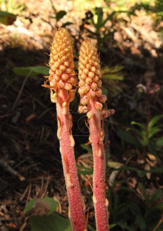 Pinedrops (Pterospora andromedea) flor silvestre en Beartooth Mountains, Montana; un parásito de la raíz que depende de la asociación con un hongo micorrícico que se asocia con un pino