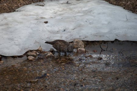 Male Dusky Grouse (Dendragapus obscurus) wild bird standing in a creek in Beartooth Mountains, Montana