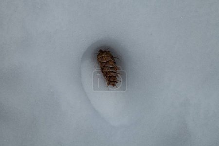 Douglas-Fir (Pseudotsuga menziesii) cono en la depresión de nieve derretida en las montañas Beartooth, Montana