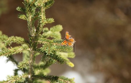 Hoary Comma (Polygonia gracilis) Orangefarbener Schmetterling im Bärenzahn-Gebirge, Montana