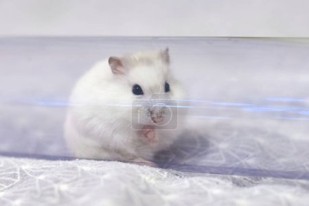 Photo for Winter white dwarf hamster  (Phodopus sungorus) - Royalty Free Image