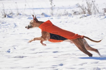 Photo for Whippet dog running in the snow. English Whippet or Snap dog - Royalty Free Image
