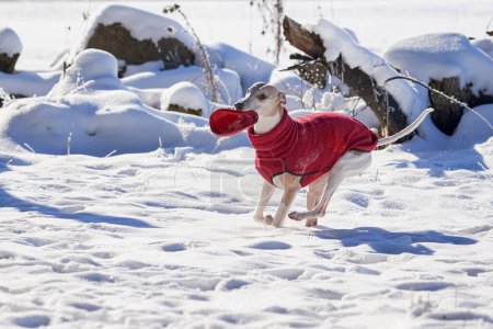 Photo for Whippet dog running in the snow with a disc in his mouth. English Whippet or Snap dog - Royalty Free Image