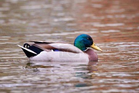 Photo for Mallard Male Duck swimming in a lake ( Anas platyrhynchos ) - Royalty Free Image