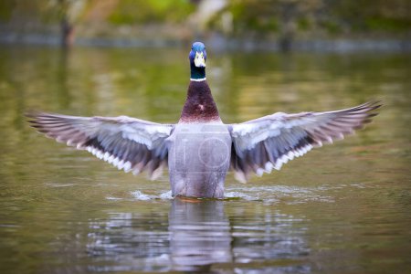 Photo for Mallard Male Duck splashing wings ( Anas platyrhynchos ) - Royalty Free Image