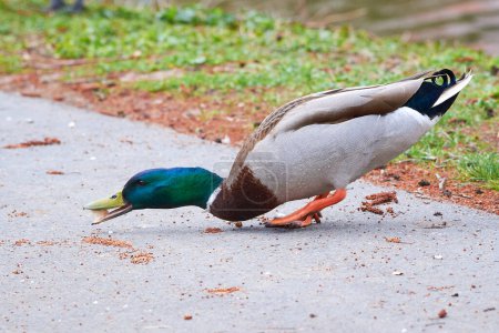 Photo for Mallard Male Duck eating bread ( Anas platyrhynchos ) - Royalty Free Image