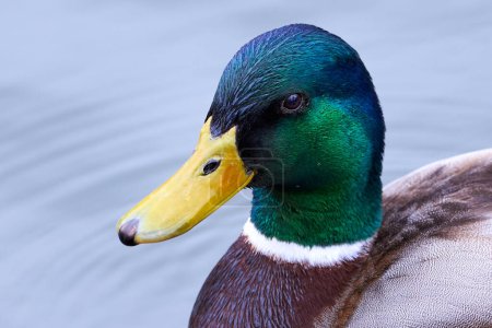 Photo for Mallard Male Duck head close-up ( Anas platyrhynchos ) - Royalty Free Image