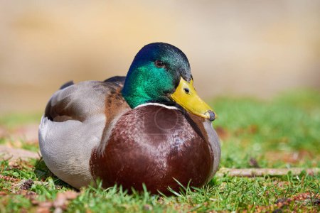 Photo for Mallard Male Duck resting ( Anas platyrhynchos ) - Royalty Free Image