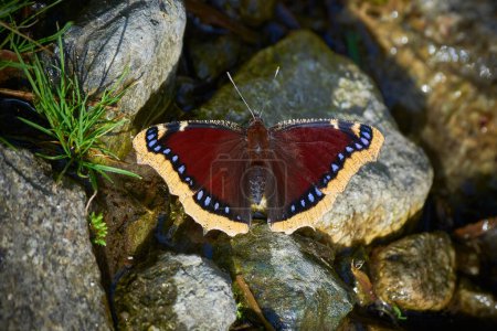 Téléchargez les photos : Nymphalis antiopa butterfly known as the mourning cloak - en image libre de droit