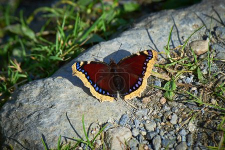 Téléchargez les photos : Nymphalis antiopa papillon connu sous le nom de manteau de deuil - en image libre de droit