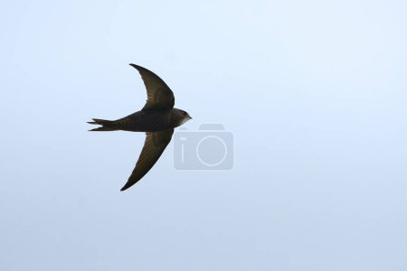 Foto de Pájaro común en vuelo (Apus apus) - Imagen libre de derechos
