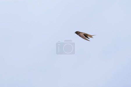 Pájaro común en vuelo (Apus apus)