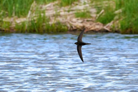 Photo for Common swift bird in flight above the water (Apus apus) - Royalty Free Image