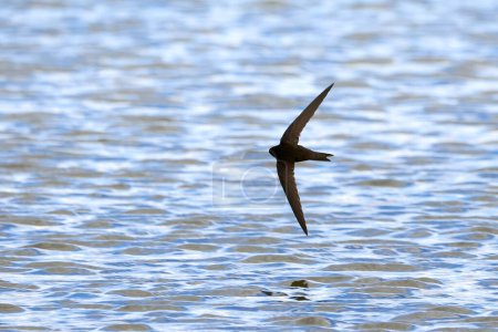 Photo for Common swift bird in flight above the water (Apus apus) - Royalty Free Image
