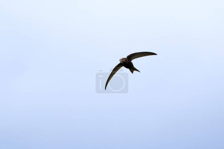 Photo for Common swift bird in flight (Apus apus) - Royalty Free Image