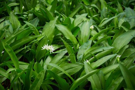 Photo for Fresh wild garlic leaves and flower (Allium ursinum) Ramson close-up - Royalty Free Image