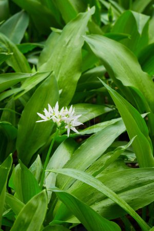 Photo for Fresh wild garlic leaves and flower (Allium ursinum) Ramson close-up - Royalty Free Image