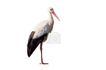 Photo for White stork isolated on white background  ( Ciconia ciconia ) - Royalty Free Image