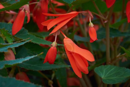 Téléchargez les photos : Traîner Begonia Boliviensis 'Santa Cruz'. Fleurs traînantes - en image libre de droit