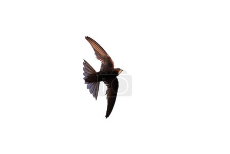 Photo for Common swift bird in flight isolated on white background (Apus apus) - Royalty Free Image