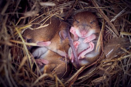Téléchargez les photos : Bébé souris dormant dans le nid en position drôle (Mus musculus) - en image libre de droit