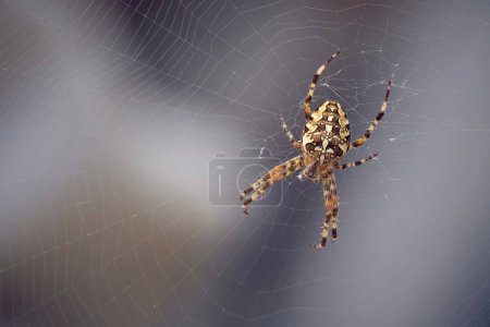 Téléchargez les photos : Araignée de jardin européenne sur la toile (Araneus diadematus). - en image libre de droit
