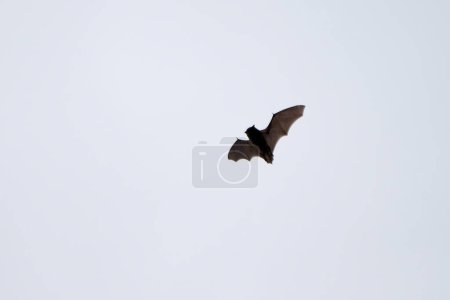 Téléchargez les photos : Chauve-souris en vol pendant la journée au-dessus de la forêt - en image libre de droit