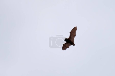 Téléchargez les photos : Chauve-souris en vol pendant la journée au-dessus de la forêt - en image libre de droit