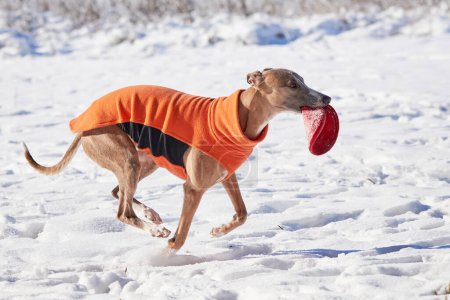 Photo for Whippet dog running in the snow with a disc in his mouth. English Whippet or Snap dog - Royalty Free Image