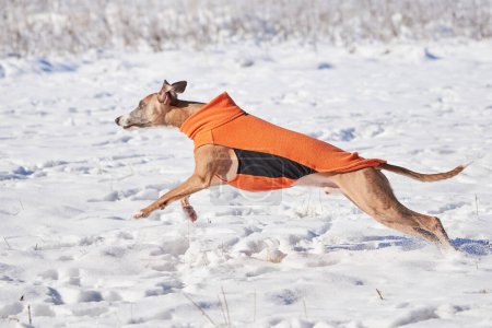 Photo for Whippet dog running in the snow. English Whippet or Snap dog - Royalty Free Image