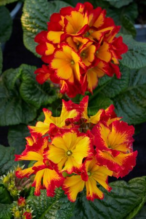 Téléchargez les photos : Beautiful Primula Polyantha Firecracker or Polyanthus flowers ( Primula Polyantha ) - en image libre de droit