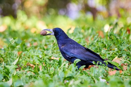 Rook bird with walnut in his beak (Corvus frugilegus)