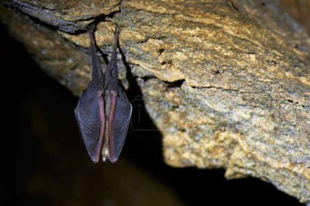 Petite chauve-souris en fer à cheval suspendue dans une grotte (Rhinolophus hipposideros)