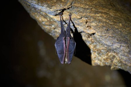 Petite chauve-souris en fer à cheval suspendue dans une grotte (Rhinolophus hipposideros)