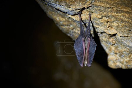Photo for Lesser horseshoe bat hanging in a  cave (Rhinolophus hipposideros) - Royalty Free Image