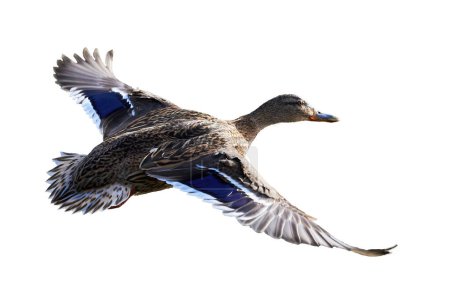 Photo for Mallard Male Duck in flight isolated on white background ( Anas platyrhynchos ) - Royalty Free Image