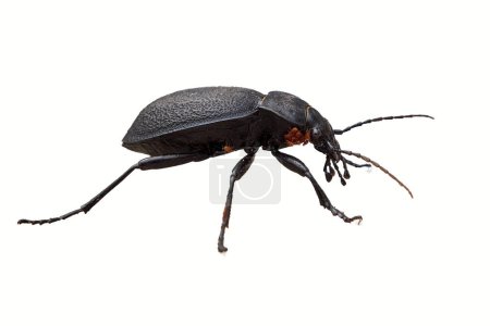 Carabus coriaceus bug with babies on his neck isolated on white background