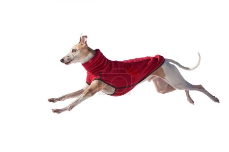 Photo for Whippet dog running isolated on white background. English Whippet or Snap dog - Royalty Free Image