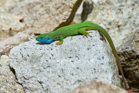 European green lizard male sunbathing on the rock (Lacerta viridis)