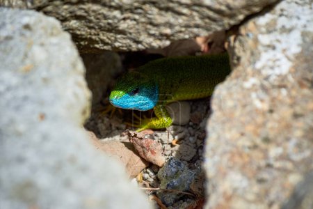 European green lizard male in the nest hole (Lacerta viridis)