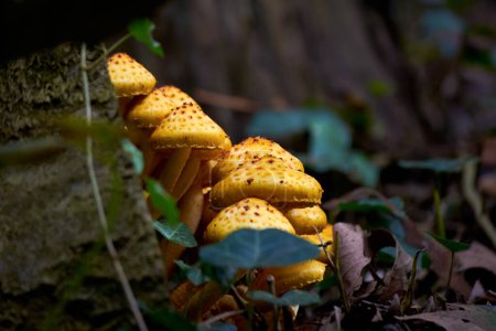 Cluster of Golden pholiota ( Pholiota aurivella ). Mushrooms grow on a dead tree